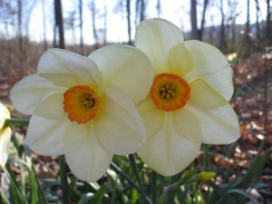 DaffodilPartyDaffodils