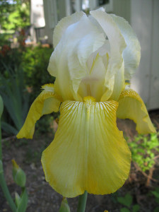 YellowIris2010