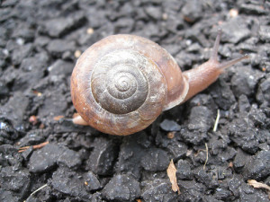 Snail61210